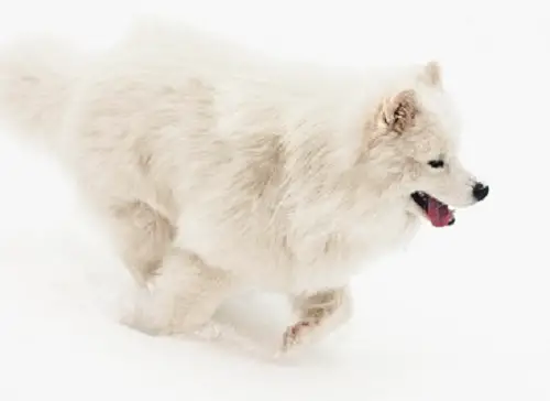 Samoyed Running In Snow