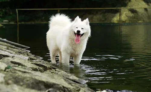 Samoyed Playing In Water
