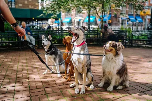 Multiple Running Dogs On Leash