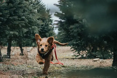 Young Puppy Run And Hike