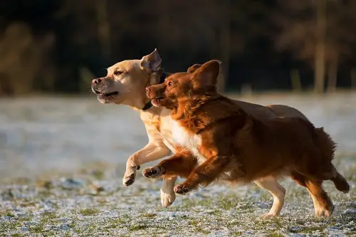Small Dogs Running Long Distances