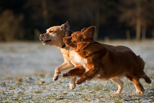 Small Dogs Running Long Distances