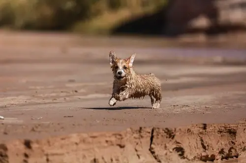 Tiny Wet Dog Jogging