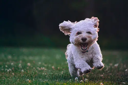 Small Dog Running In Grass
