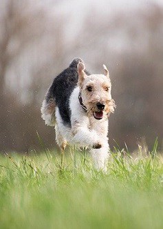 Small Fox Terrier Running