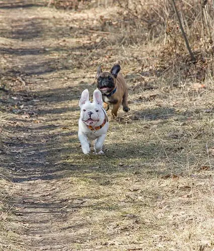 Small French Bulldogs Running
