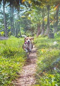 Beagle Running 3 Miles