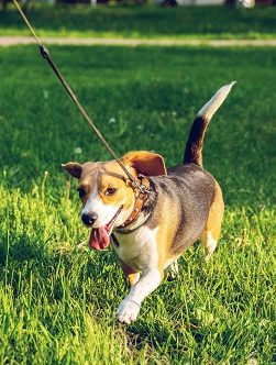 Small Beagle Running