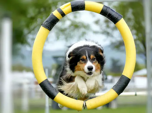 Dog Agility Training Jump