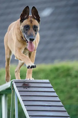 Dutch Shepherd Agility Training