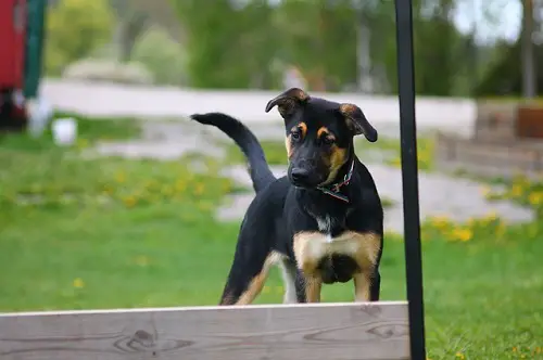 Age Start Dog Agility Training