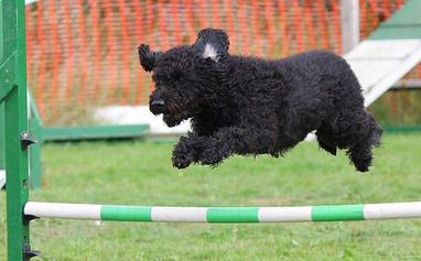 when can puppies start agility training