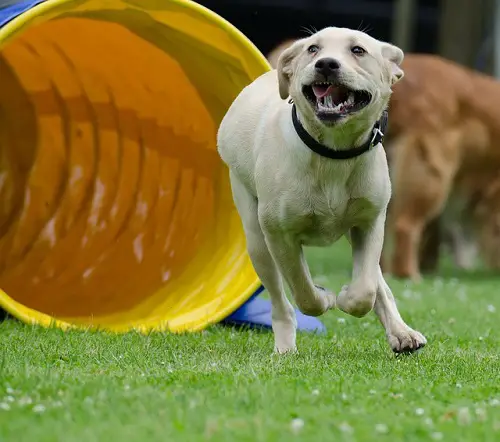 Labrador Dog Agility Training