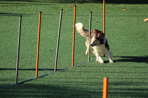 Weave Poles Dog Agility Training