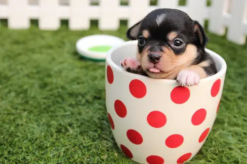 Puppy In Basket