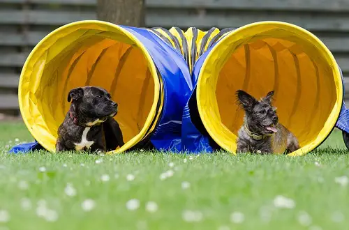 Dogs Tunnel Agility Training