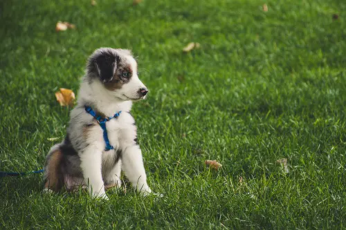 Puppy Pre-Agility Training