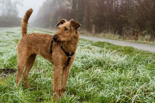 Airedale Terrier Canicross Dog