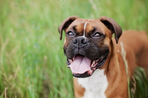 Boxer Ready To Exercise & Run