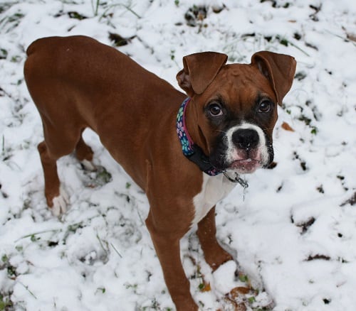Boxer Ready To Run In Snow