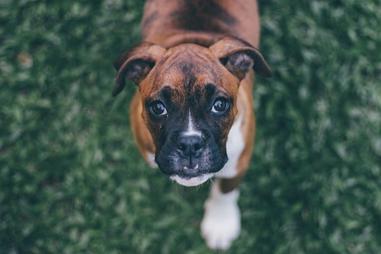 are boxers a good jogging partner