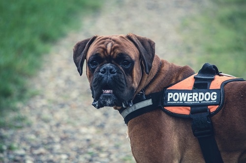 Boxer Take Running