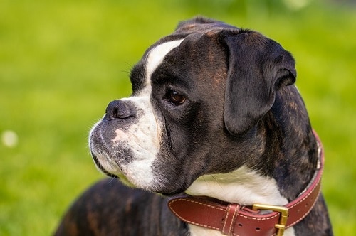 Boxer Ready To Play And Run