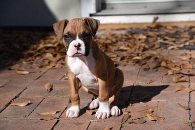 are boxers a good jogging partner