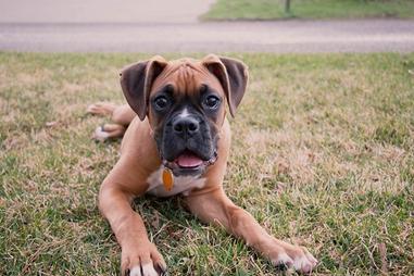 are boxers a good jogging partner