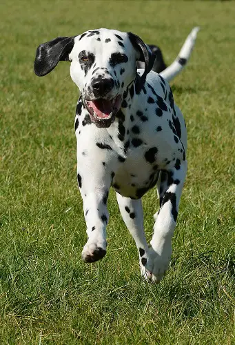 Dalmatian Good Running Dog