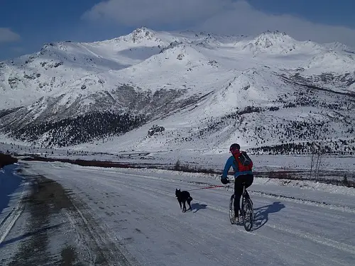 Dog Bike Safe In Snow