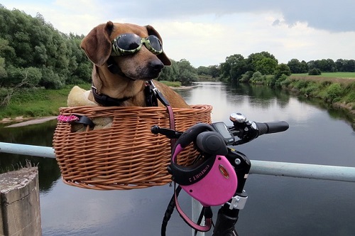 Dog In Basket Biking Safe