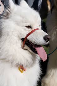 Samoyed With Dog Head Halters