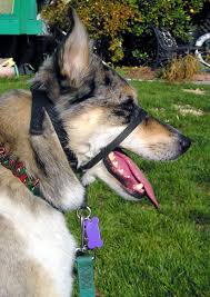 Canine Head Halters On Dog