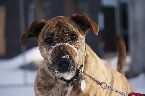 Dog Head Halters Snow