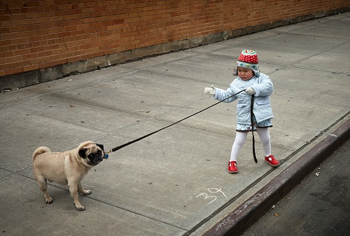 Baby Pulling His Dog