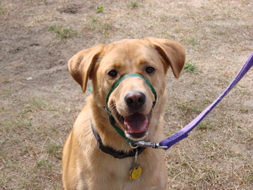 Labrador With Head Halters