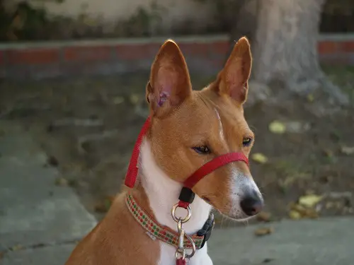 Gentle Leader Head Halter