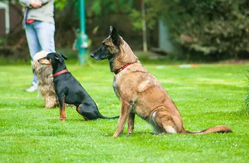 Dog Obedience Classes Sit