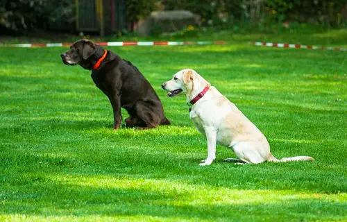 Sit Dogs Obedience Classes