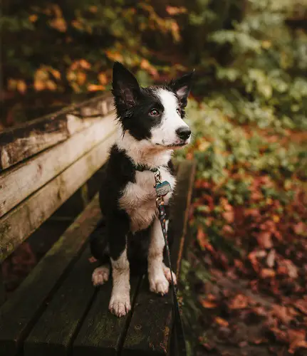 Puppy Obedience Training