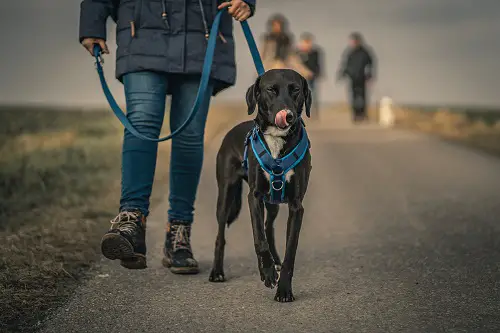 Dog Scootering Harness