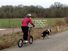 Border Collie Dog Scootering