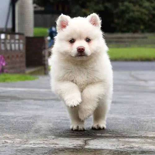 Samoyed Puppy Start Running