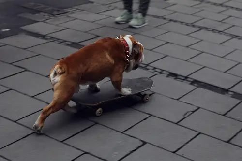 English Bulldog Skateboard