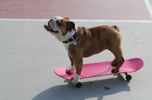 Best Skateboards For Dogs & Bulldogs! - Doggie Sport