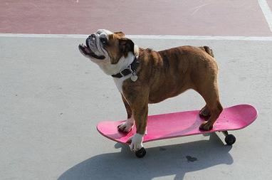 why do english bulldogs like to skateboard