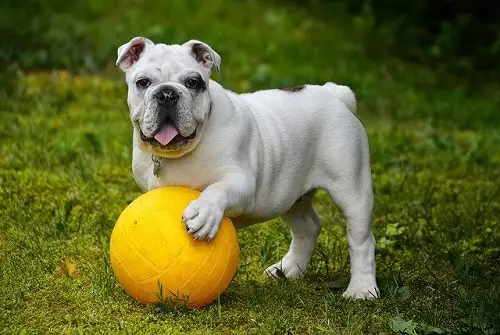 English Bulldog Play Ball
