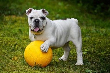 why do english bulldogs like to skateboard