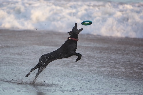 Is Frisbee Bad Dogs